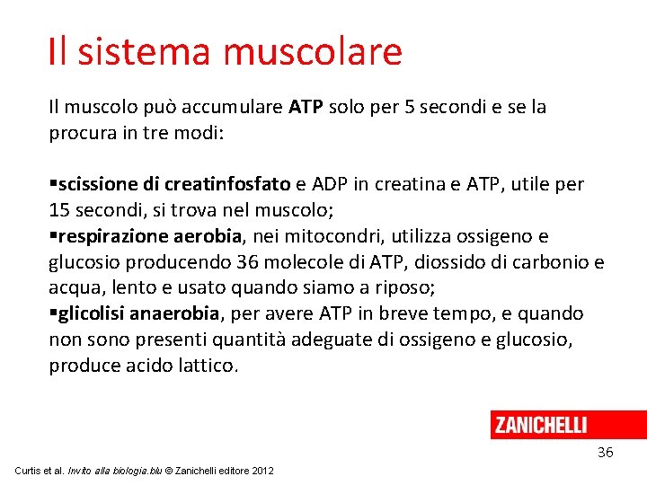Il sistema muscolare Il muscolo può accumulare ATP solo per 5 secondi e se