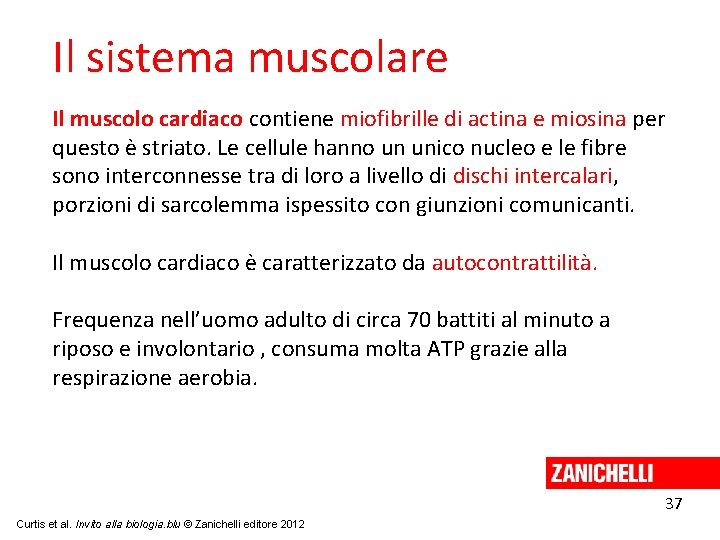 Il sistema muscolare Il muscolo cardiaco contiene miofibrille di actina e miosina per questo