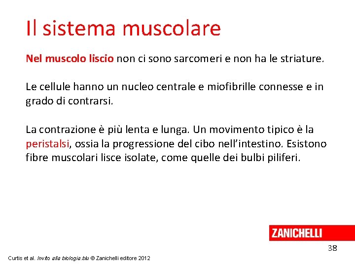 Il sistema muscolare Nel muscolo liscio non ci sono sarcomeri e non ha le