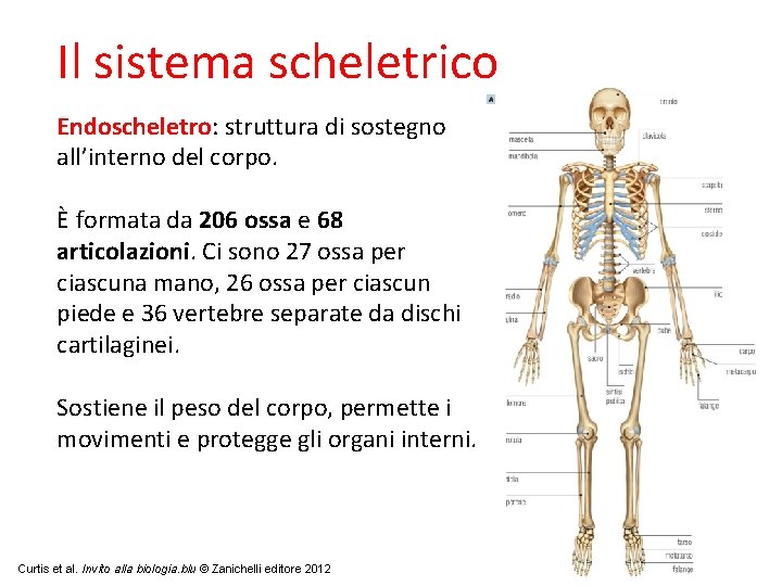 Il sistema scheletrico Endoscheletro: struttura di sostegno all’interno del corpo. È formata da 206