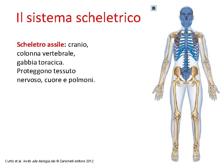 Il sistema scheletrico Scheletro assile: cranio, colonna vertebrale, gabbia toracica. Proteggono tessuto nervoso, cuore