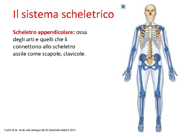 Il sistema scheletrico Scheletro appendicolare: ossa degli arti e quelli che li connettono allo