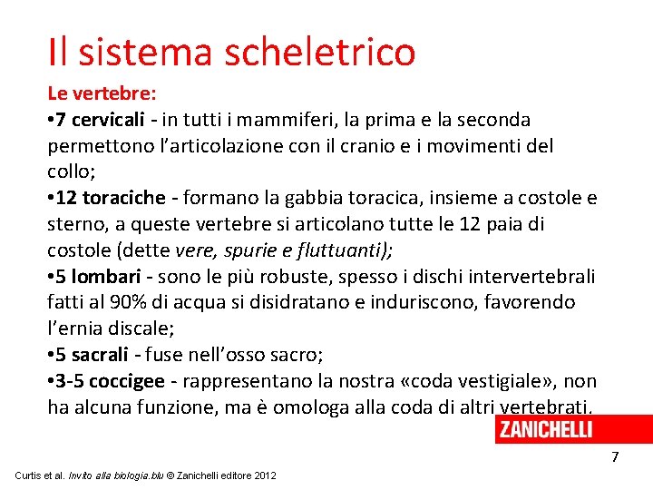 Il sistema scheletrico Le vertebre: • 7 cervicali - in tutti i mammiferi, la