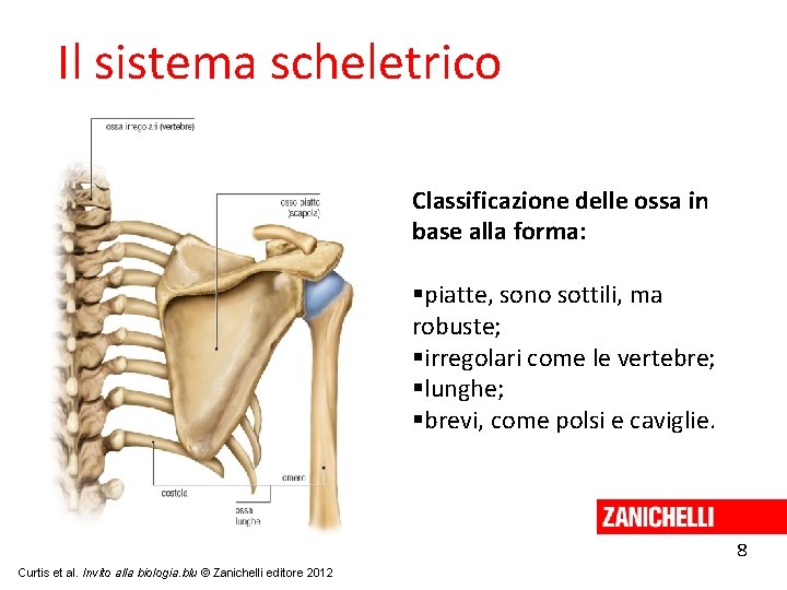 Il sistema scheletrico Classificazione delle ossa in base alla forma: piatte, sono sottili, ma