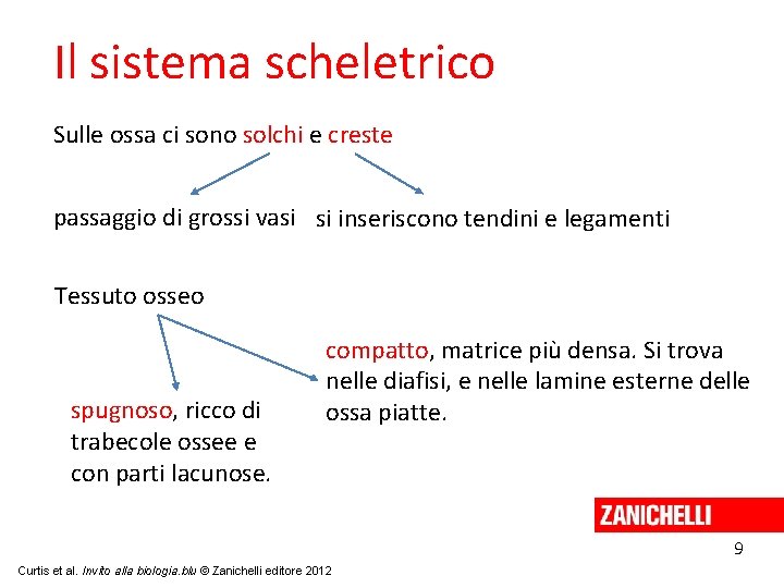 Il sistema scheletrico Sulle ossa ci sono solchi e creste passaggio di grossi vasi