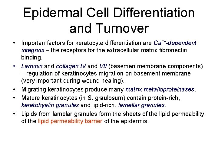 Epidermal Cell Differentiation and Turnover • Importan factors for keratocyte differentiation are Ca 2+-dependent