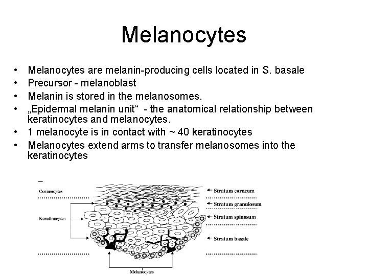 Melanocytes • • Melanocytes are melanin-producing cells located in S. basale Precursor - melanoblast