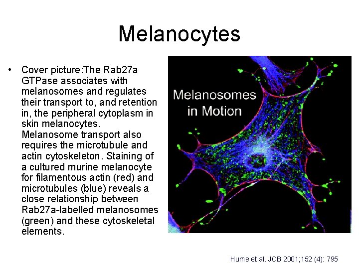 Melanocytes • Cover picture: The Rab 27 a GTPase associates with melanosomes and regulates