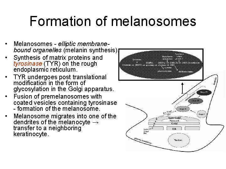 Formation of melanosomes • Melanosomes - elliptic membranebound organelles (melanin synthesis). • Synthesis of