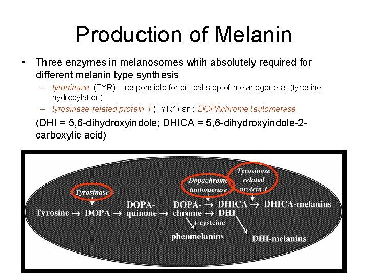 Production of Melanin • Three enzymes in melanosomes whih absolutely required for different melanin