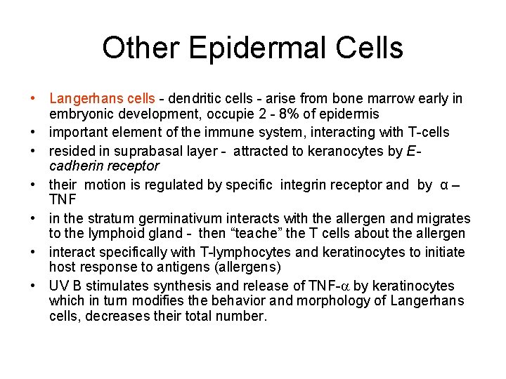 Other Epidermal Cells • Langerhans cells - dendritic cells - arise from bone marrow