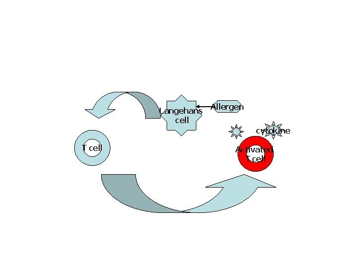 Langehans cell Allergen cytokine T cell Activated T cell 