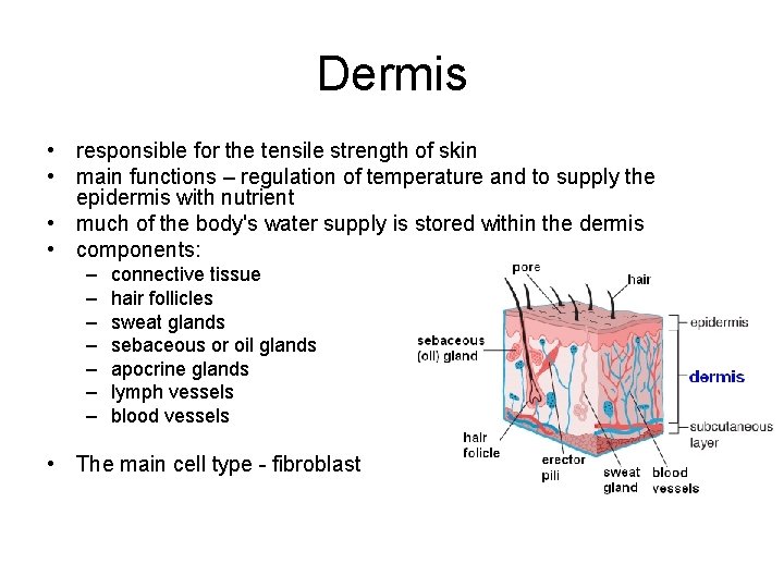 Dermis • responsible for the tensile strength of skin • main functions – regulation