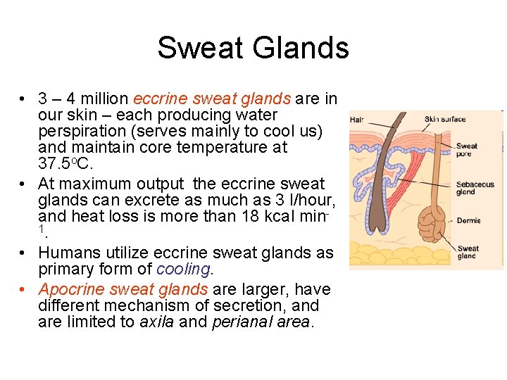 Sweat Glands • 3 – 4 million eccrine sweat glands are in our skin