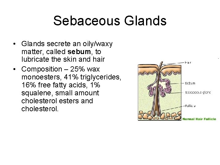 Sebaceous Glands • Glands secrete an oily/waxy matter, called sebum, to lubricate the skin