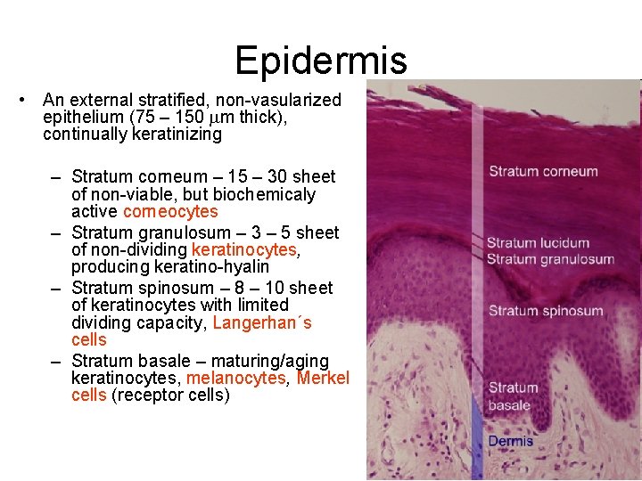 Epidermis • An external stratified, non-vasularized epithelium (75 – 150 mm thick), continually keratinizing