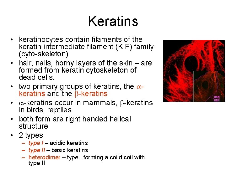 Keratins • keratinocytes contain filaments of the keratin intermediate filament (KIF) family (cyto-skeleton) •