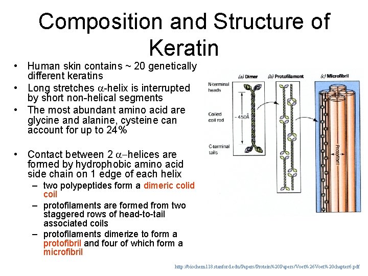 Composition and Structure of Keratin • Human skin contains ~ 20 genetically different keratins