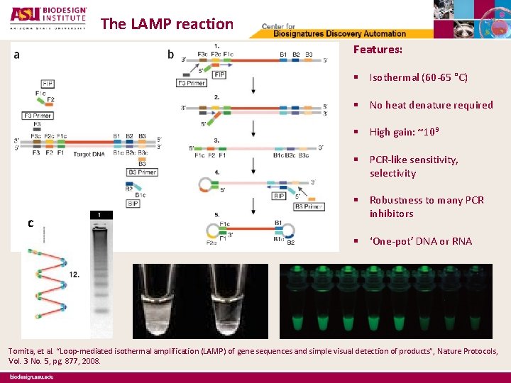 The LAMP reaction Features: § Isothermal (60 -65 °C) § No heat denature required