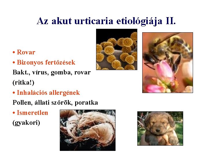 Az akut urticaria etiológiája II. • Rovar • Bizonyos fertőzések Bakt. , vírus, gomba,