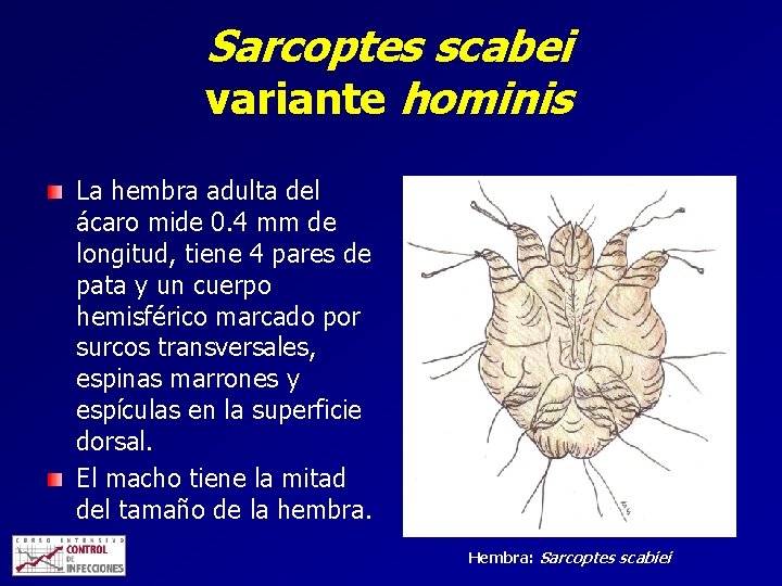 Sarcoptes scabei variante hominis La hembra adulta del ácaro mide 0. 4 mm de