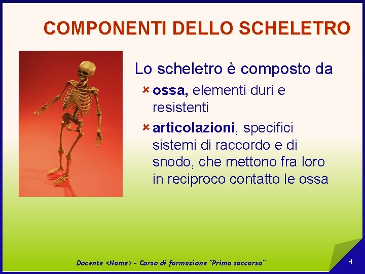 COMPONENTI DELLO SCHELETRO Lo scheletro è composto da û ossa, elementi duri e resistenti