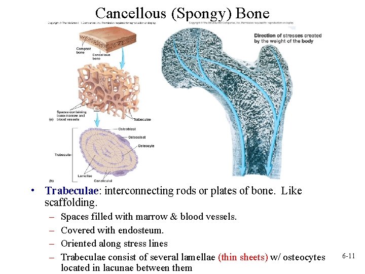 Cancellous (Spongy) Bone • Trabeculae: interconnecting rods or plates of bone. Like scaffolding. –