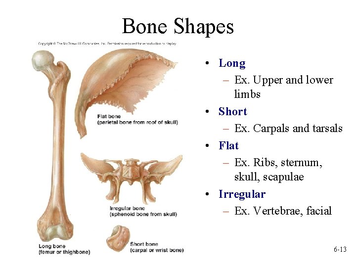Bone Shapes • Long – Ex. Upper and lower limbs • Short – Ex.