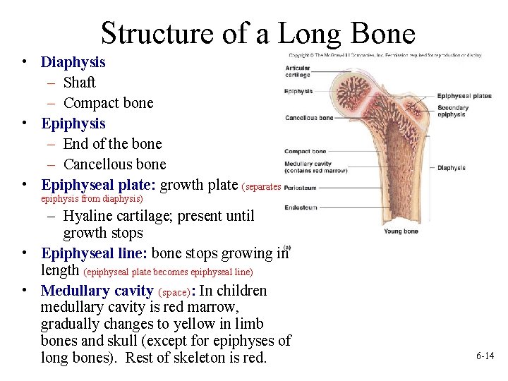Structure of a Long Bone • Diaphysis – Shaft – Compact bone • Epiphysis