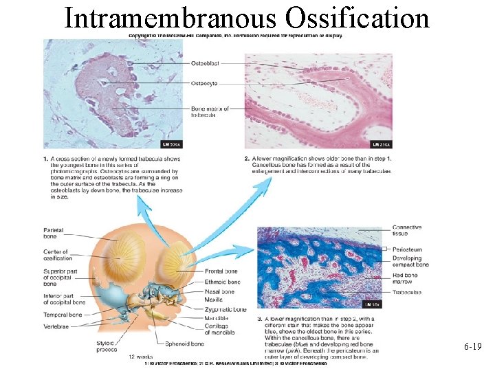 Intramembranous Ossification 6 -19 