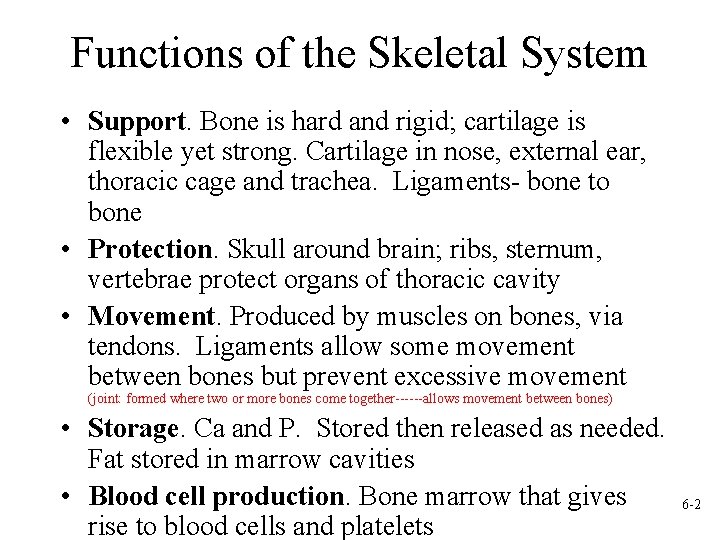 Functions of the Skeletal System • Support. Bone is hard and rigid; cartilage is
