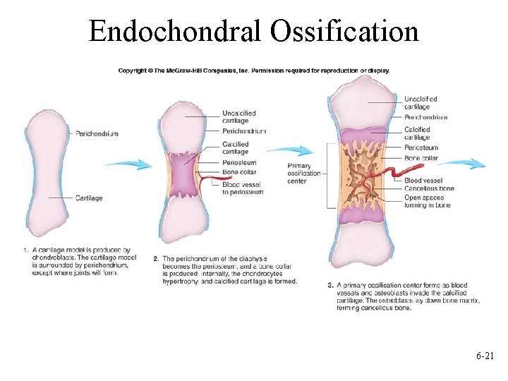 Endochondral Ossification 6 -21 