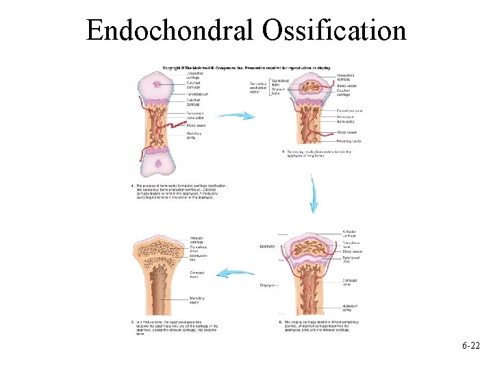 Endochondral Ossification 6 -22 