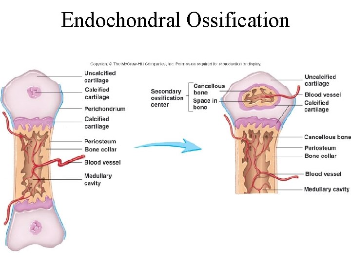 Endochondral Ossification 6 -23 
