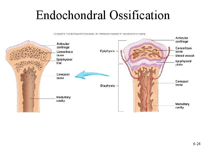 Endochondral Ossification 6 -24 