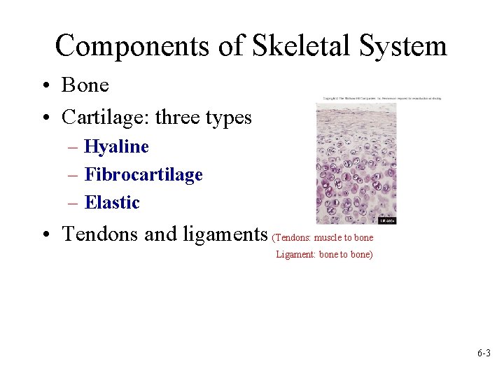 Components of Skeletal System • Bone • Cartilage: three types – Hyaline – Fibrocartilage