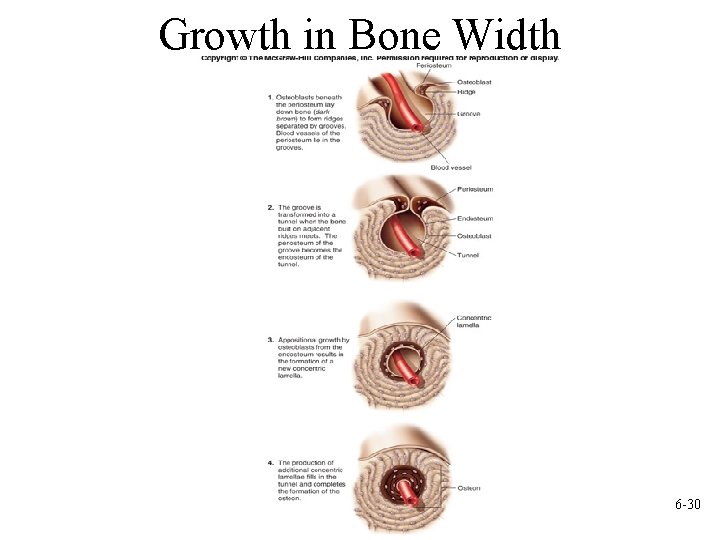Growth in Bone Width 6 -30 