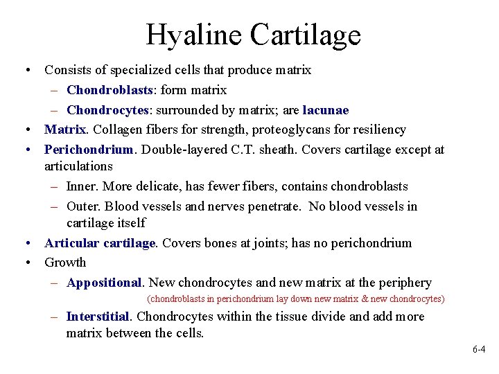 Hyaline Cartilage • Consists of specialized cells that produce matrix – Chondroblasts: form matrix