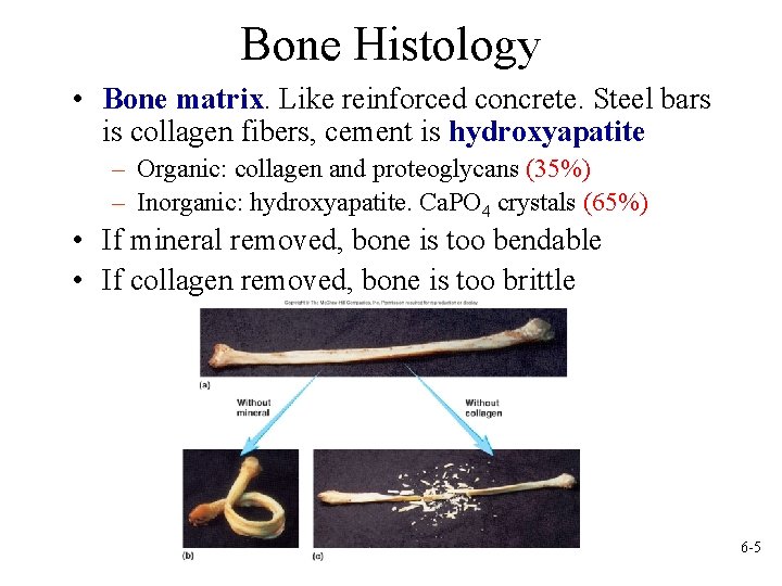 Bone Histology • Bone matrix. Like reinforced concrete. Steel bars is collagen fibers, cement