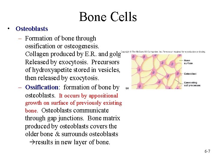 Bone Cells • Osteoblasts – Formation of bone through ossification or osteogenesis. Collagen produced