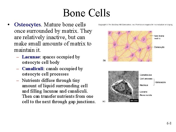 Bone Cells • Osteocytes. Mature bone cells once surrounded by matrix. They are relatively