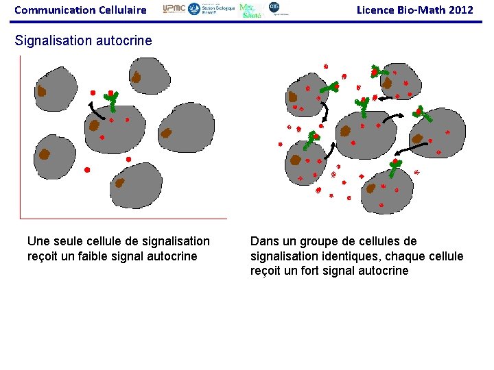 Communication Cellulaire Licence Bio-Math 2012 Signalisation autocrine Une seule cellule de signalisation reçoit un