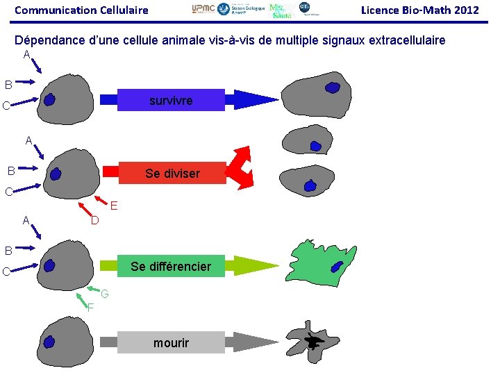 Communication Cellulaire Licence Bio-Math 2012 Dépendance d’une cellule animale vis-à-vis de multiple signaux extracellulaire