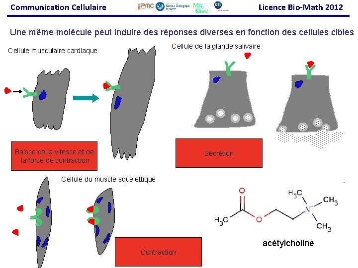 Communication Cellulaire Licence Bio-Math 2012 Une même molécule peut induire des réponses diverses en