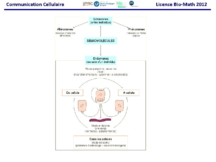 Communication Cellulaire Licence Bio-Math 2012 