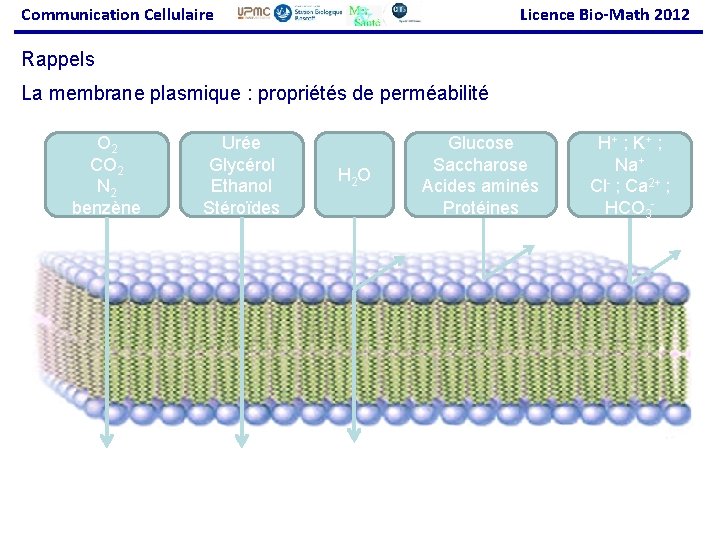 Communication Cellulaire Licence Bio-Math 2012 Rappels La membrane plasmique : propriétés de perméabilité O
