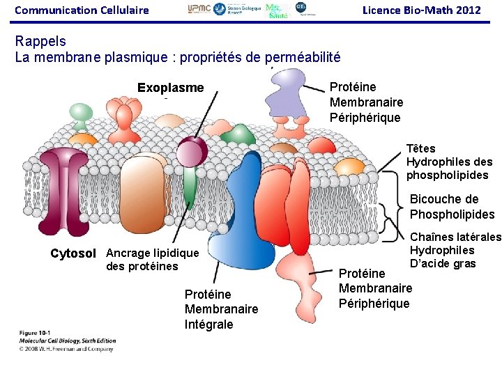 Communication Cellulaire Licence Bio-Math 2012 Rappels La membrane plasmique : propriétés de perméabilité Exoplasme