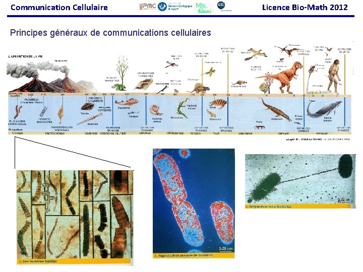 Communication Cellulaire Principes généraux de communications cellulaires Licence Bio-Math 2012 