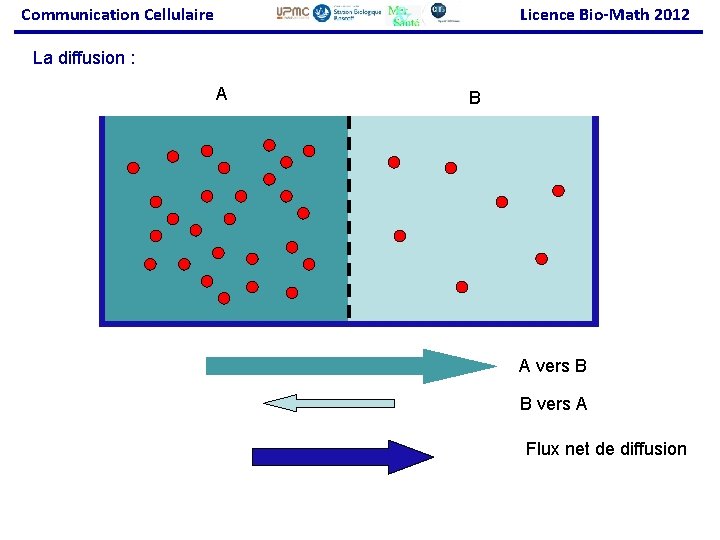 Communication Cellulaire Licence Bio-Math 2012 La diffusion : A B A vers B B