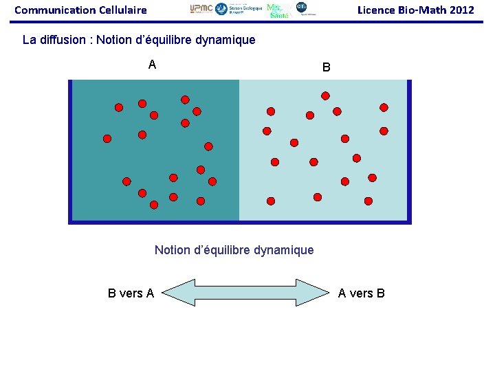 Communication Cellulaire Licence Bio-Math 2012 La diffusion : Notion d’équilibre dynamique A B Notion